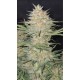 Z-Up Auto - Fast Buds