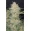 Z-Up Auto - Fast Buds