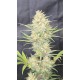 Z-Up Auto - Fast Buds