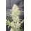 Z-Up Auto - Fast Buds