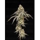 Creamy Kush Gas - World Breeders 