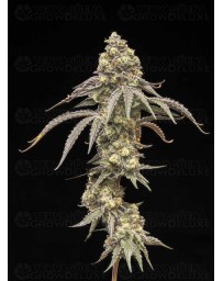 Creamy Kush Gas - World Breeders 