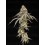Creamy Kush Gas - World Breeders 
