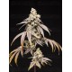 Frosty Rainbow - World Breeders 