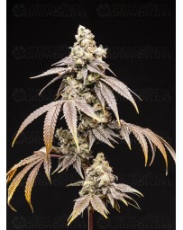 Frosty Rainbow - World Breeders 