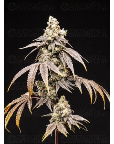 Frosty Rainbow - World Breeders 