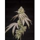 Tropical Kush Fuel - World Breeders
