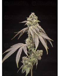 Tropical Kush Fuel - World Breeders