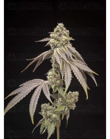 Tropical Kush Fuel - World Breeders
