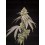 Tropical Kush Fuel - World Breeders