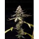 Pink Truffle semillas World Breeders