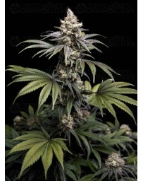 Tropic Gem - World Breeders