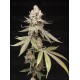 Papaya Limez - World Breeders