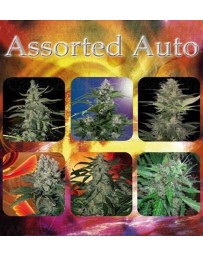 Assorted Auto Buddha Seeds