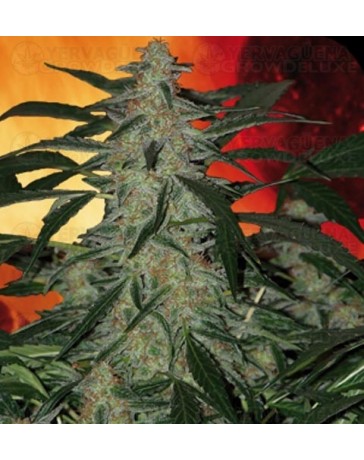 Deimos Buddha Seeds autofloreciente