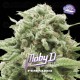 Moby D - BSF Seeds