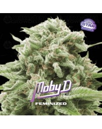 Moby D - BSF Seeds