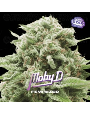 Moby D - BSF Seeds