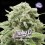 Moby D - BSF Seeds