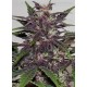 Purple Kush Buddha Seeds Autofloreciente