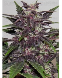 Purple Kush Buddha Seeds Autofloreciente