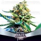 Nitro Haze - BSF Seeds