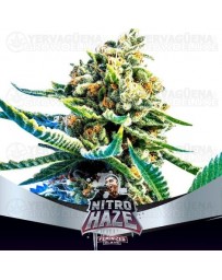 Nitro Haze - BSF Seeds