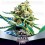 Nitro Haze - BSF Seeds