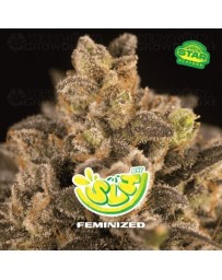 Super Lemon Haze - BSF Seeds