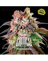 Critical+ 2.0 - BSF Seeds