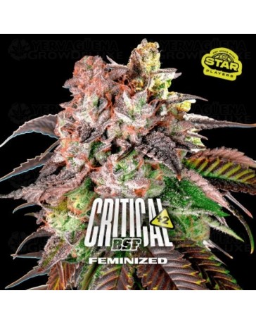 Critical+ 2.0 - BSF Seeds
