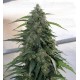 Syrup Buddha Seeds autofloreciente