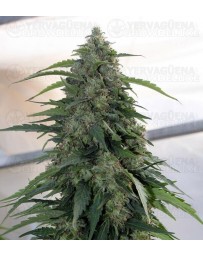 Syrup Buddha Seeds autofloreciente