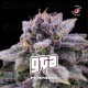 GTA Feminized - BSF Seeds