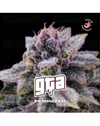 GTA Feminized - BSF Seeds