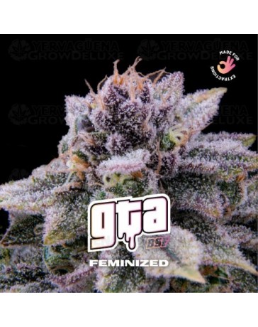 GTA Feminized - BSF Seeds