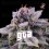GTA Feminized - BSF Seeds