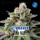 G-Mint - BSF Seeds