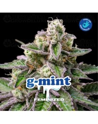 G-Mint - BSF Seeds