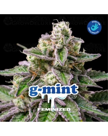 G-Mint - BSF Seeds
