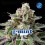 G-Mint - BSF Seeds