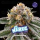 Nerdz - BSF Seeds
