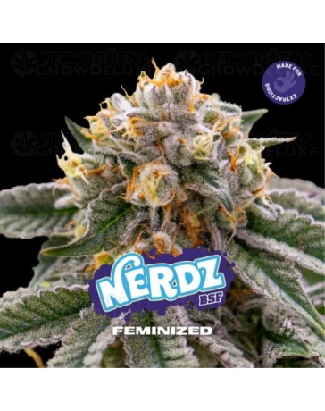 Nerdz - BSF Seeds