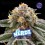 Nerdz - BSF Seeds