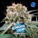 Choco Cream - BSF Seeds