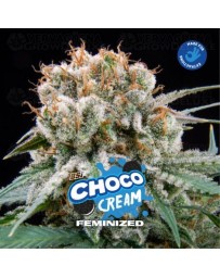 Choco Cream - BSF Seeds
