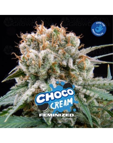 Choco Cream - BSF Seeds
