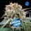 Choco Cream - BSF Seeds