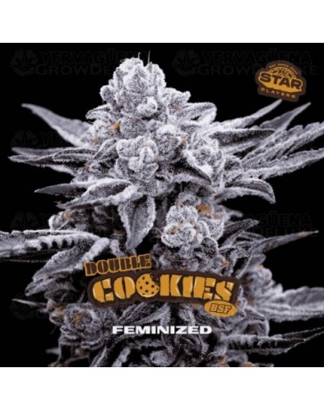 Double Cookies - BSF Seeds