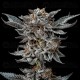 Gorilla 4 - BSF Seeds